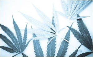 Marijuana leafs image