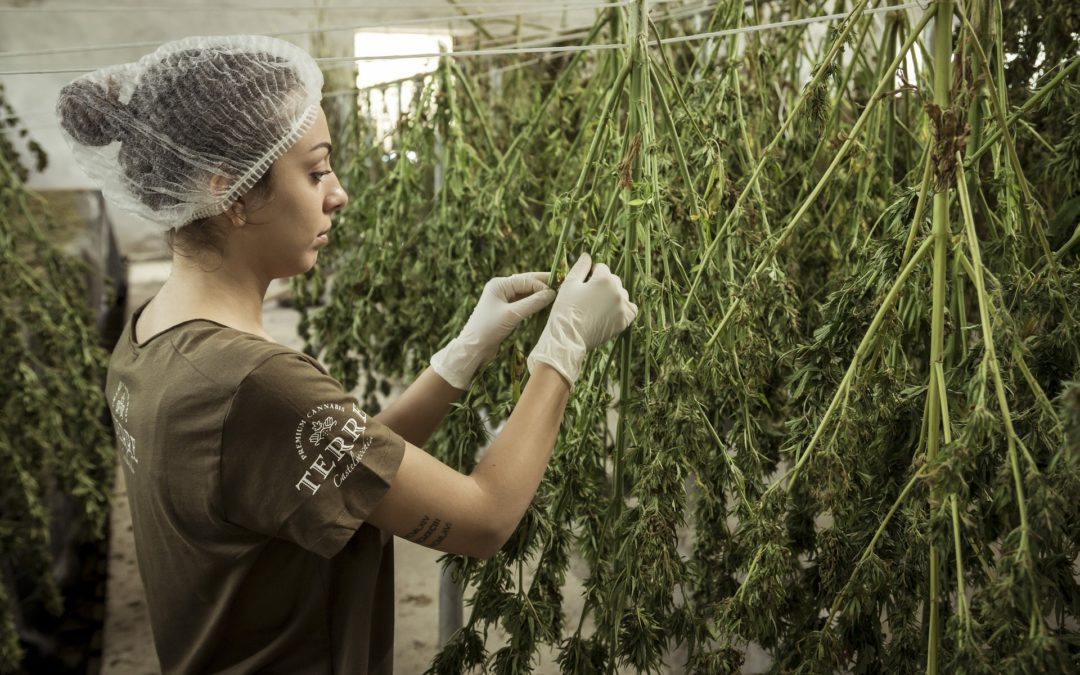 California's Marijuana Retail Market Steadily Growing