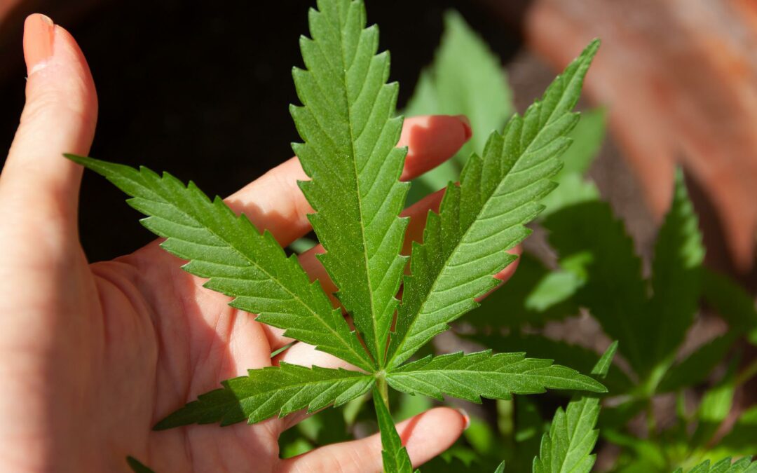 Legal Recreational Marijuana Use Began in New Mexico in April